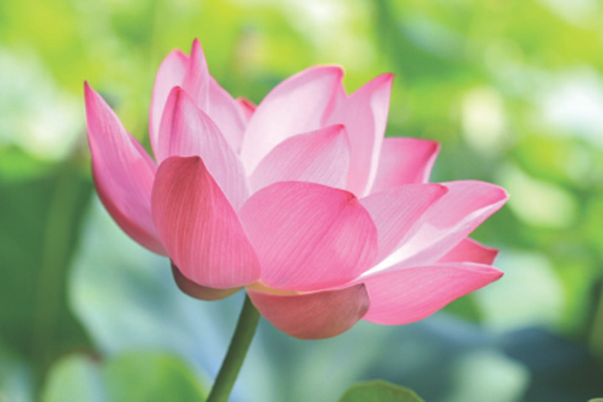 The Power of Forgiveness