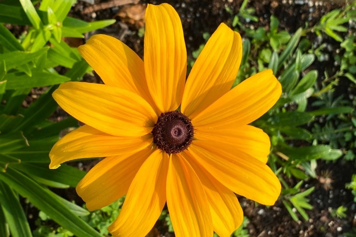 Sivananda-Yoga-Canada-2601-116